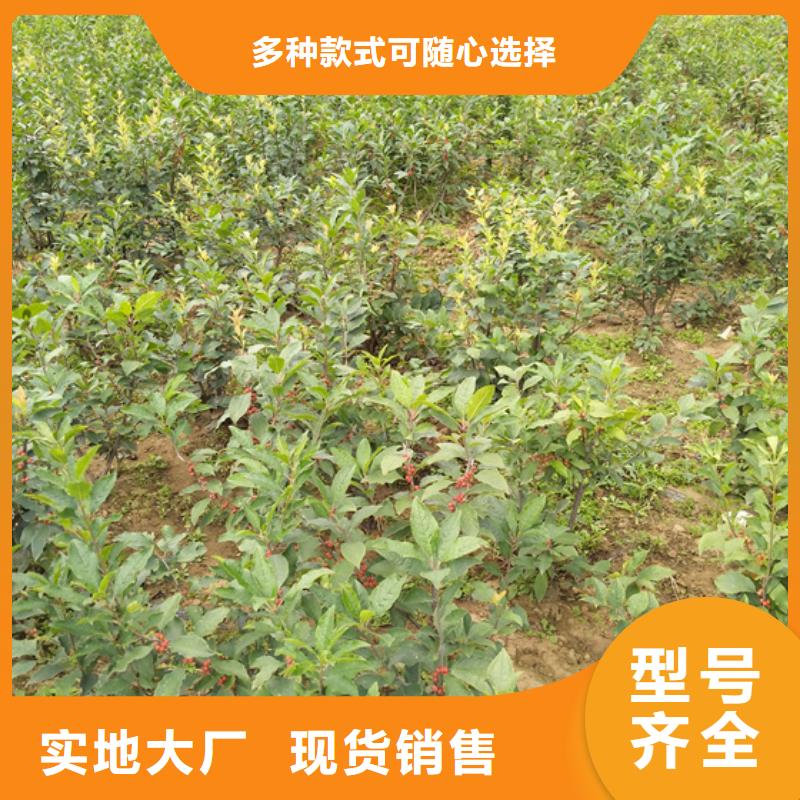 【北美冬青】_苹果苗用心做品质覆盖范围含|古浪|凉州|平凉|临夏|张掖|白银