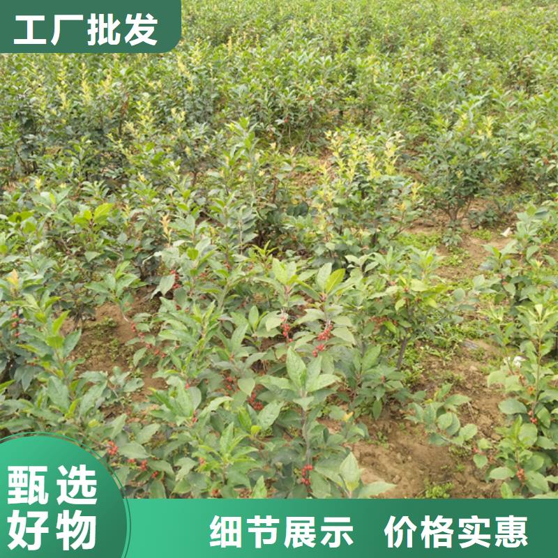 【北美冬青】_樱桃苗值得信赖同城品牌