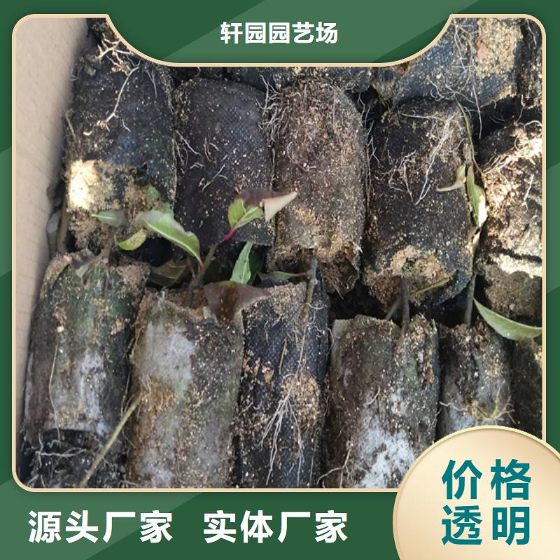 轩园【北美冬青】_樱桃苗值得信赖-业务覆盖区域|康乐|永靖|甘南|嘉峪关|武威|定西-企业旺旺