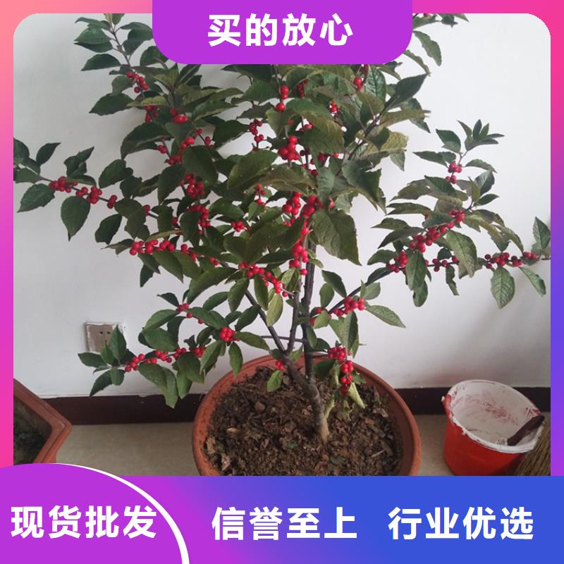 北美冬青_蓝莓苗实力商家供货稳定