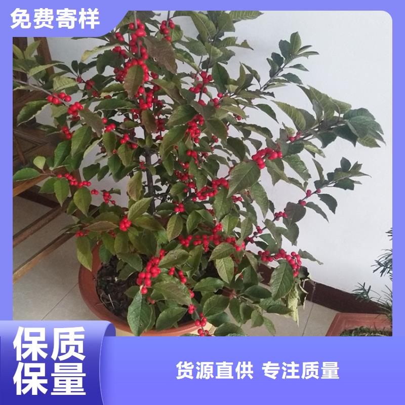 北美冬青_樱桃苗厂家实力大