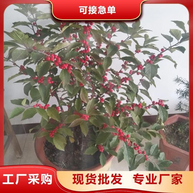 北美冬青_樱桃苗厂家实力大