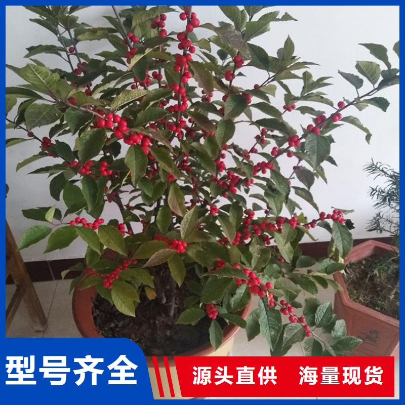 【北美冬青】樱桃苗来图定制量大从优