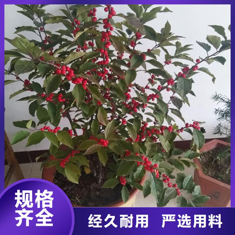 【北美冬青】_樱桃苗值得信赖种类齐全