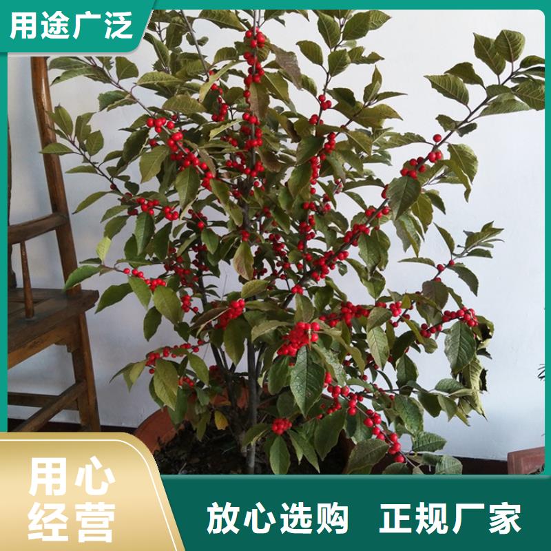 北美冬青_樱桃苗厂家实力大