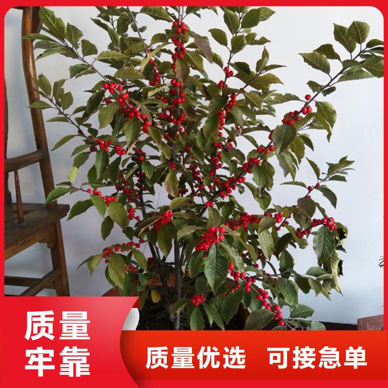 北美冬青桃树苗工厂直供