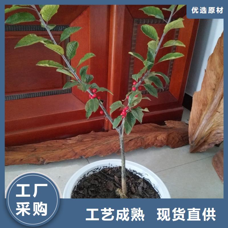 北美冬青梨樹苗免費(fèi)寄樣