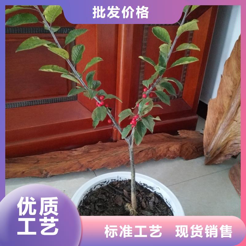 北美冬青西瓜番石榴苗實體誠信經營
