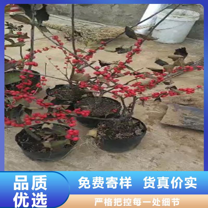 【上海】符合国家标准<轩园>北美冬青,石榴树老品牌厂家