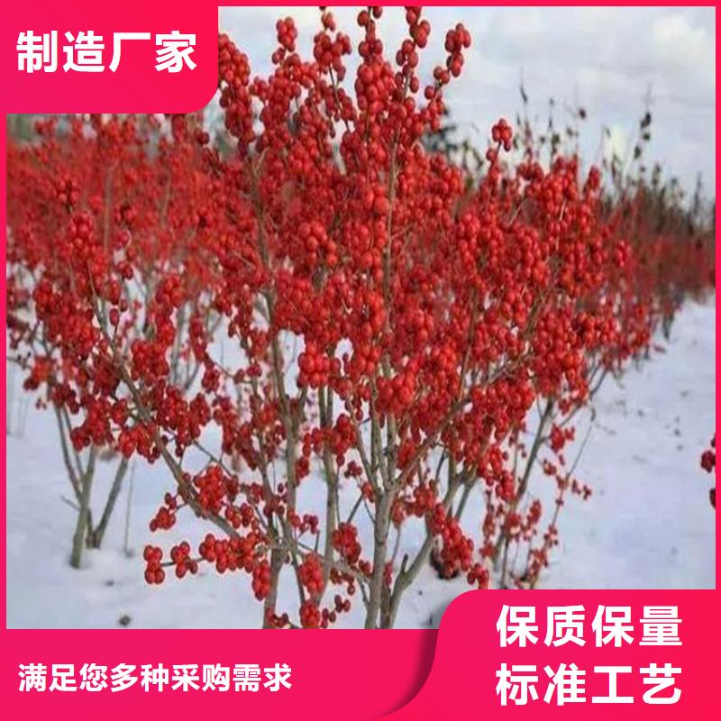 【上海】符合国家标准<轩园>北美冬青,石榴树老品牌厂家
