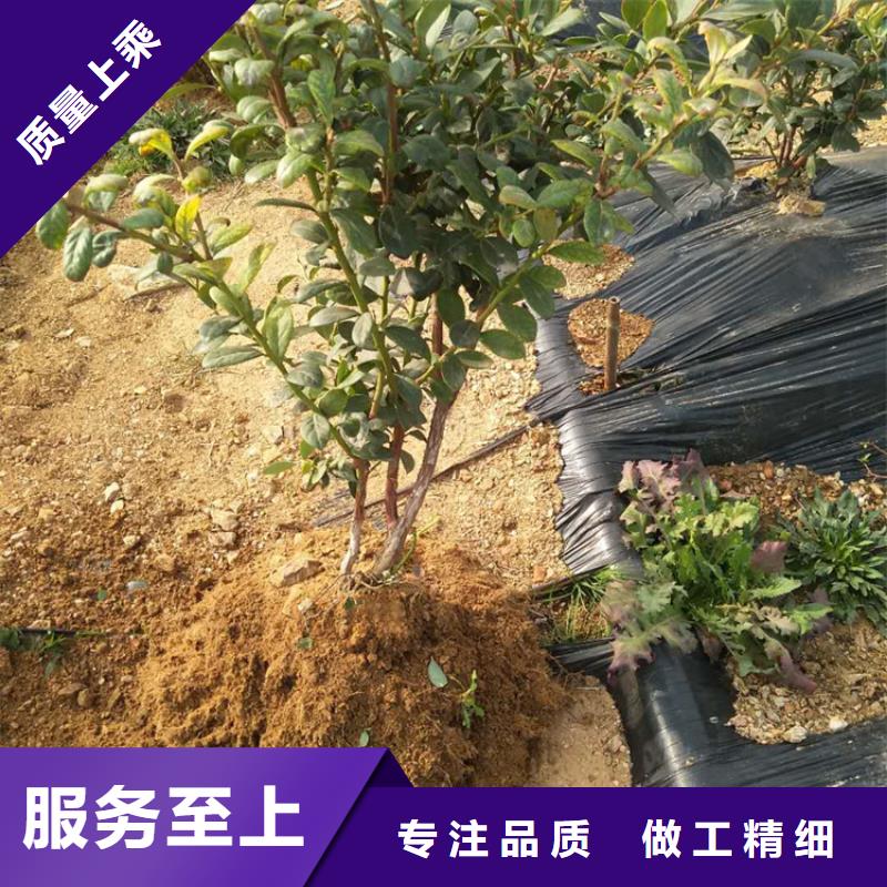 结果蓝莓树大棚种植