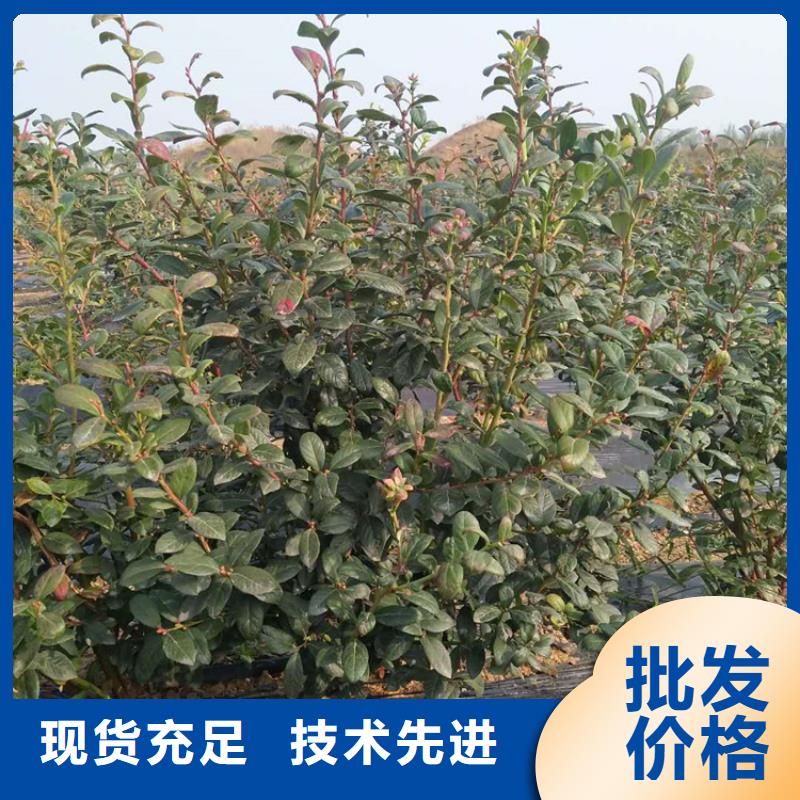 藍莓苗,草莓苗產品性能