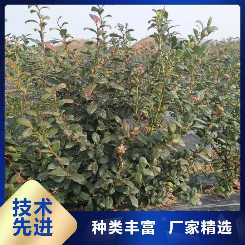 蓝莓苗樱桃苗细节严格凸显品质
