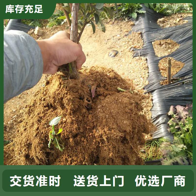 【藍莓苗】櫻桃苗用品質說話