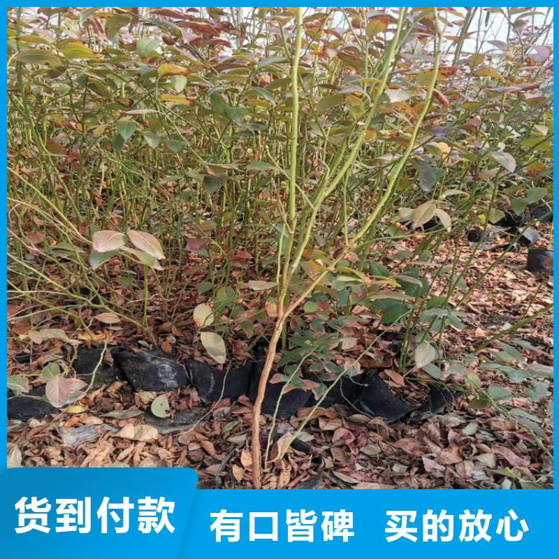 【藍莓苗】櫻桃苗用品質說話