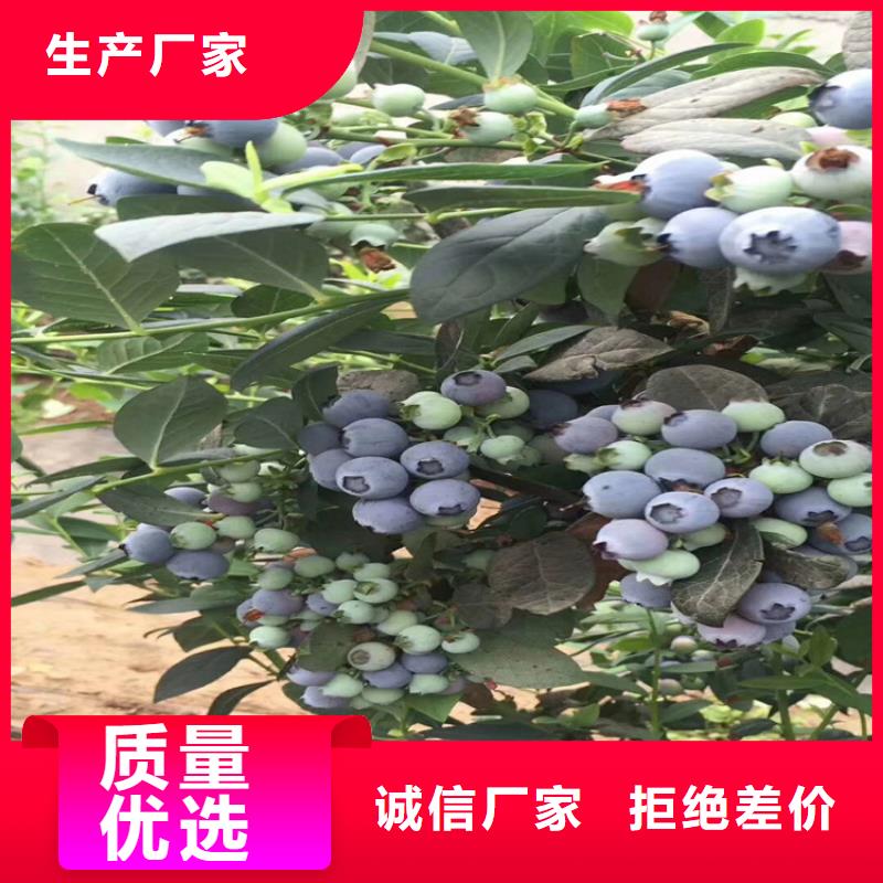 藍(lán)莓苗_無花果苗廠家貨源穩(wěn)定