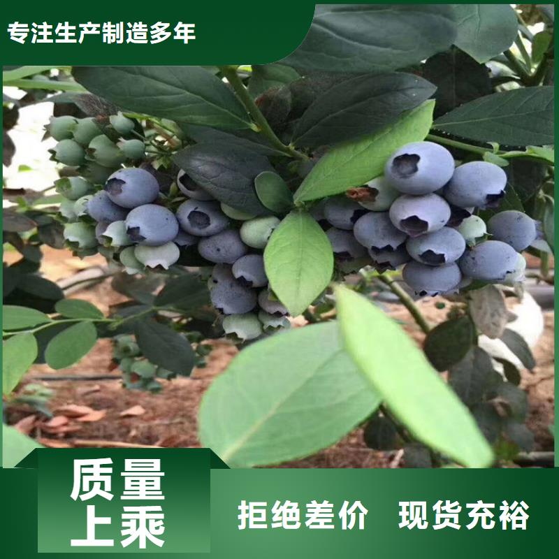 轩园梨树苗【蓝莓苗】_苹果苗源头工厂