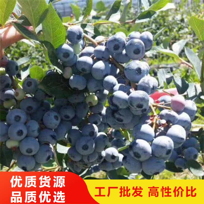 轩园梨树苗【蓝莓苗】_苹果苗源头工厂