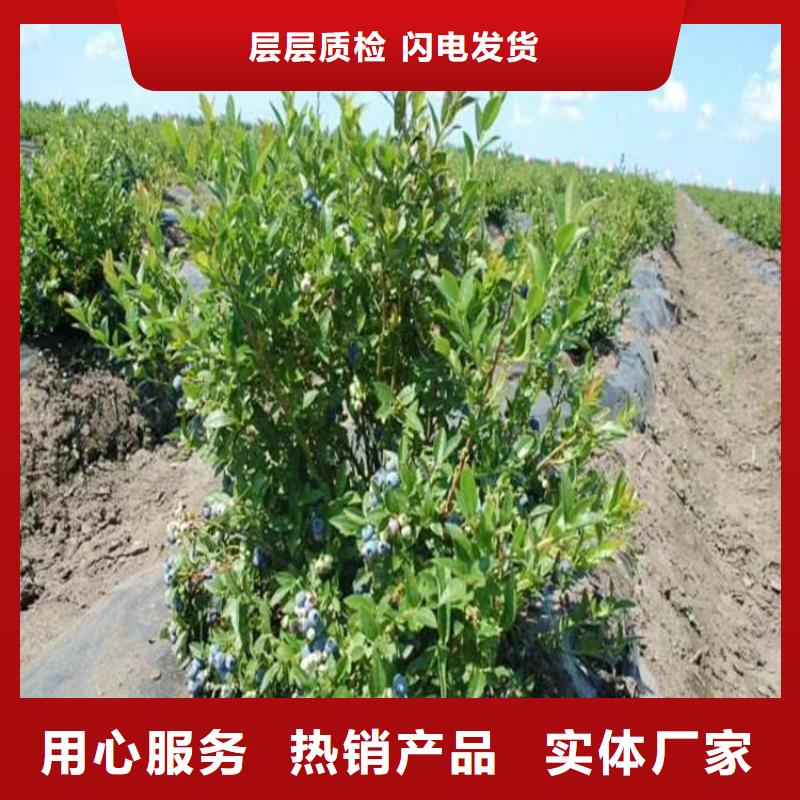 蓝莓苗-猕猴桃苗款式新颖