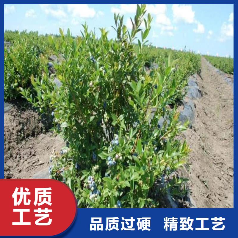 藍(lán)莓苗紅顏草莓價(jià)格實(shí)惠工廠直供