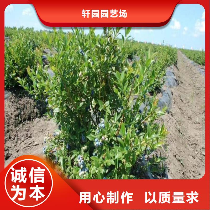 轩园梨树苗【蓝莓苗】_苹果苗源头工厂