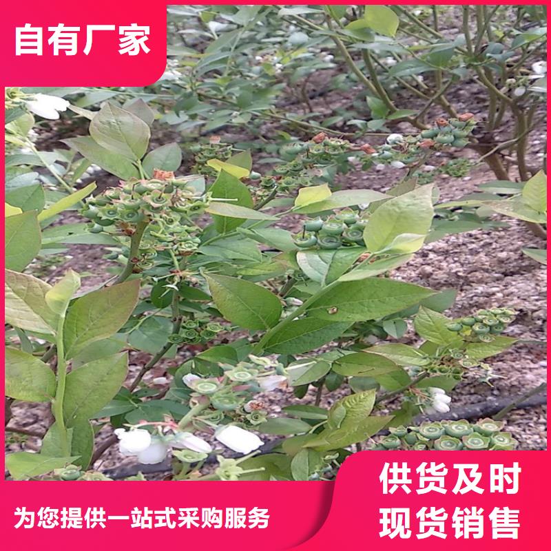 蓝莓苗-猕猴桃苗款式新颖