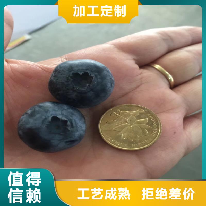 轩园梨树苗【蓝莓苗】_苹果苗源头工厂