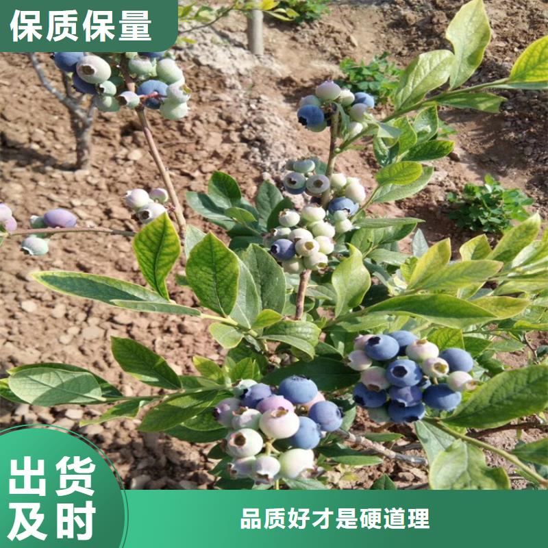 蓝莓苗板栗苗品牌大厂家