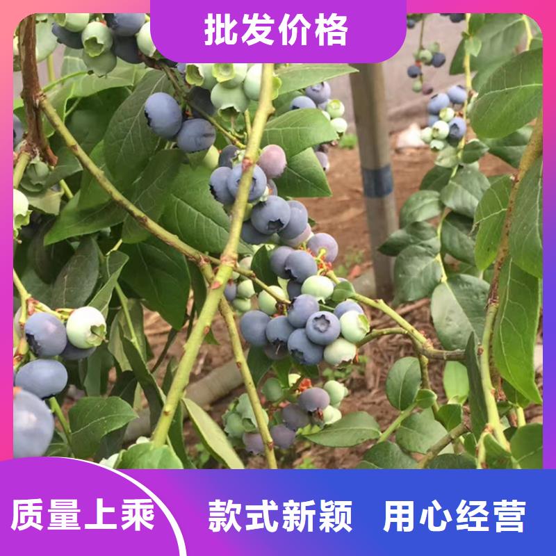 蓝莓苗-猕猴桃苗款式新颖