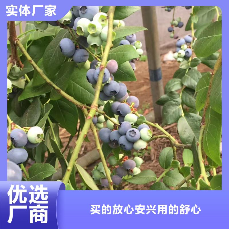 蓝莓苗【苹果苗】多年经验值得信赖