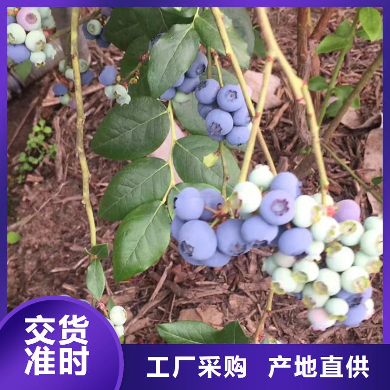 藍莓苗,3公分石榴苗高品質誠信廠家