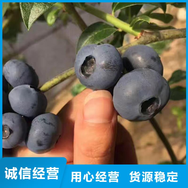 【蓝莓苗无花果苗种类多质量好】