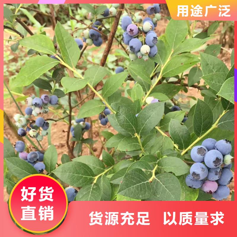 蓝莓苗樱桃苗细节严格凸显品质