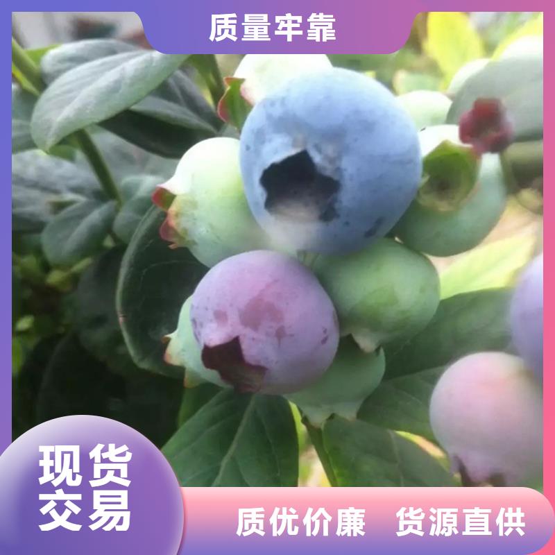 藍莓苗櫻桃苗可定制