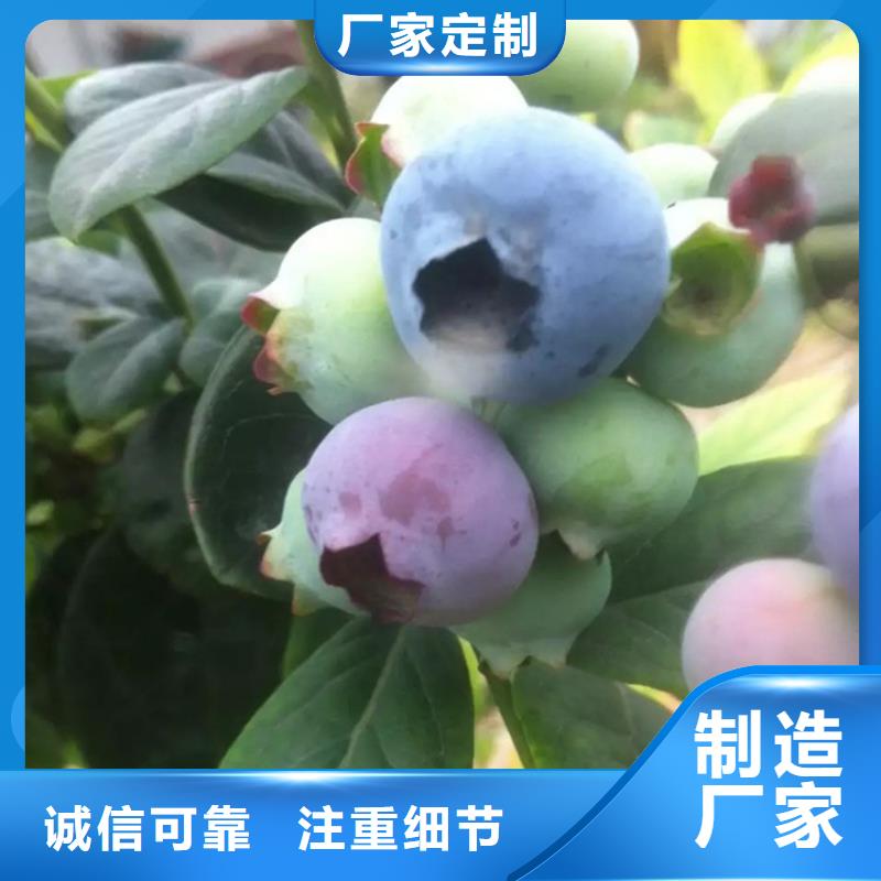 藍莓苗,草莓苗產品性能