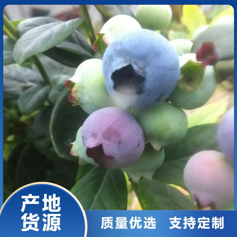 蓝莓苗苹果苗厂家