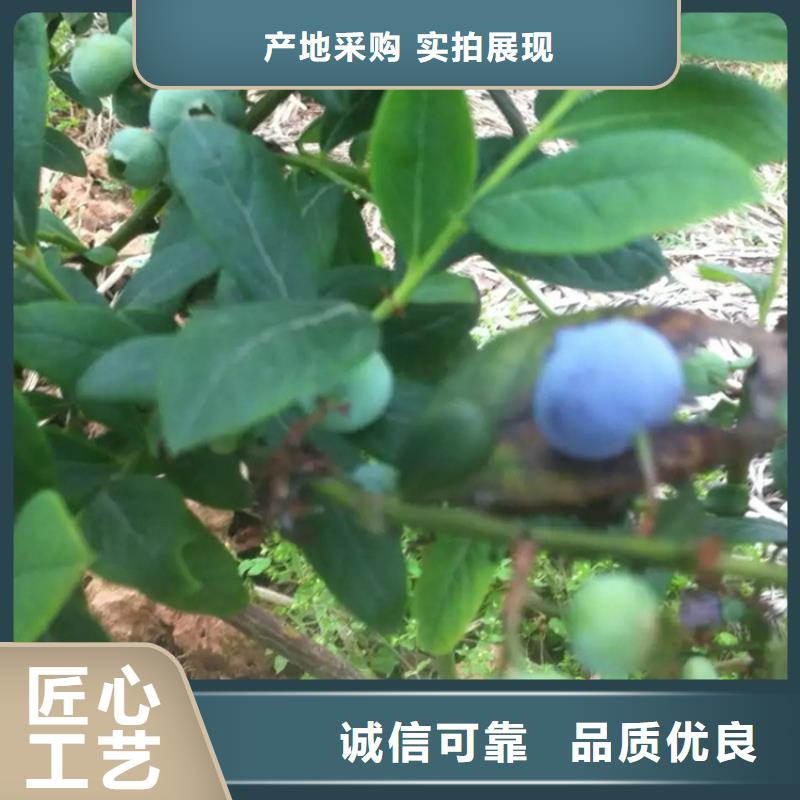 藍(lán)莓苗,櫻桃苗材質(zhì)實(shí)在