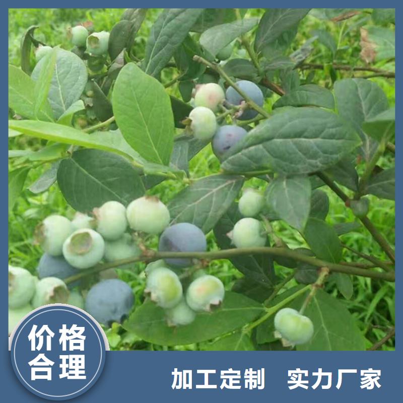 蓝莓苗樱桃苗细节严格凸显品质