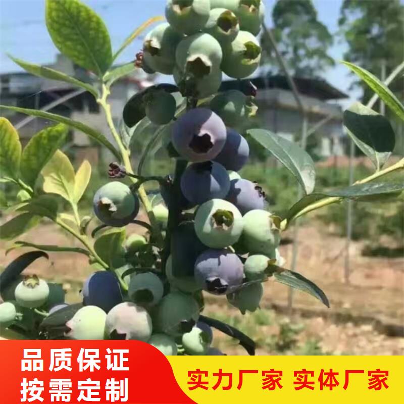 结果蓝莓树大棚种植