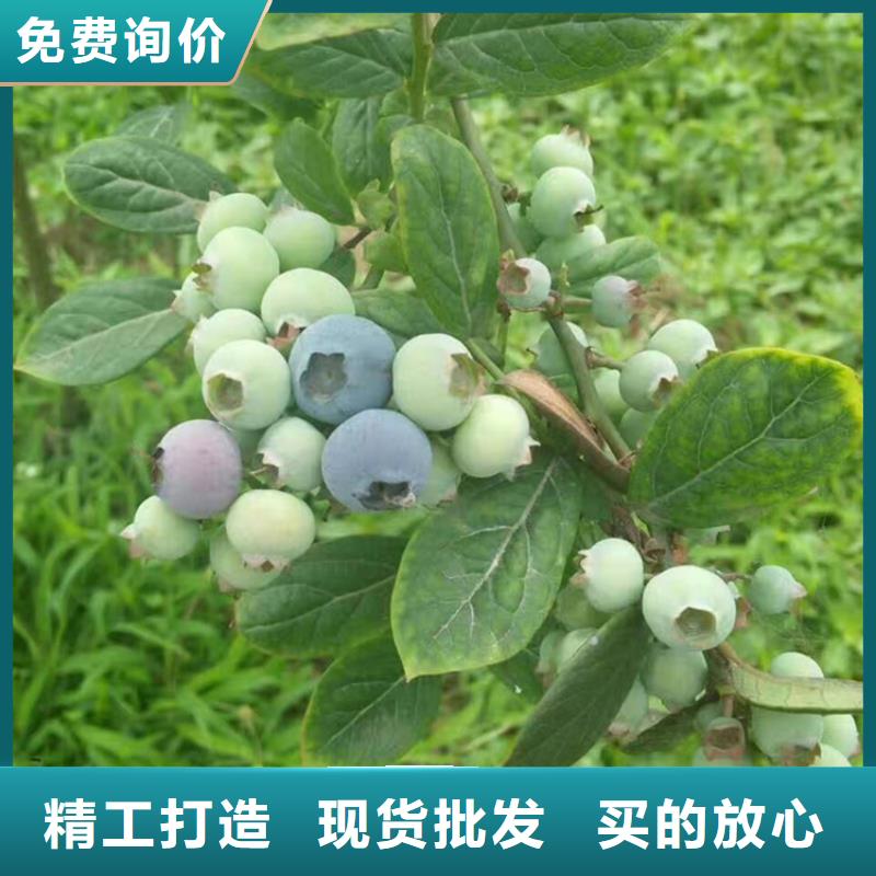 结果蓝莓树大棚种植