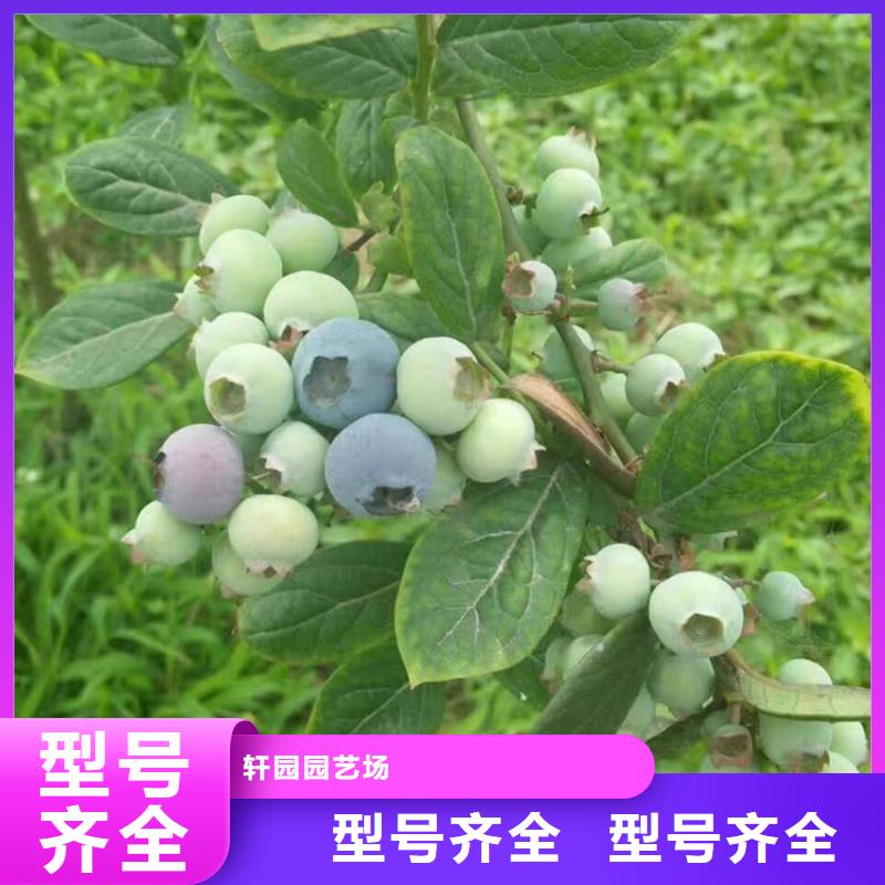 蓝莓苗梨树苗诚信经营质量保证