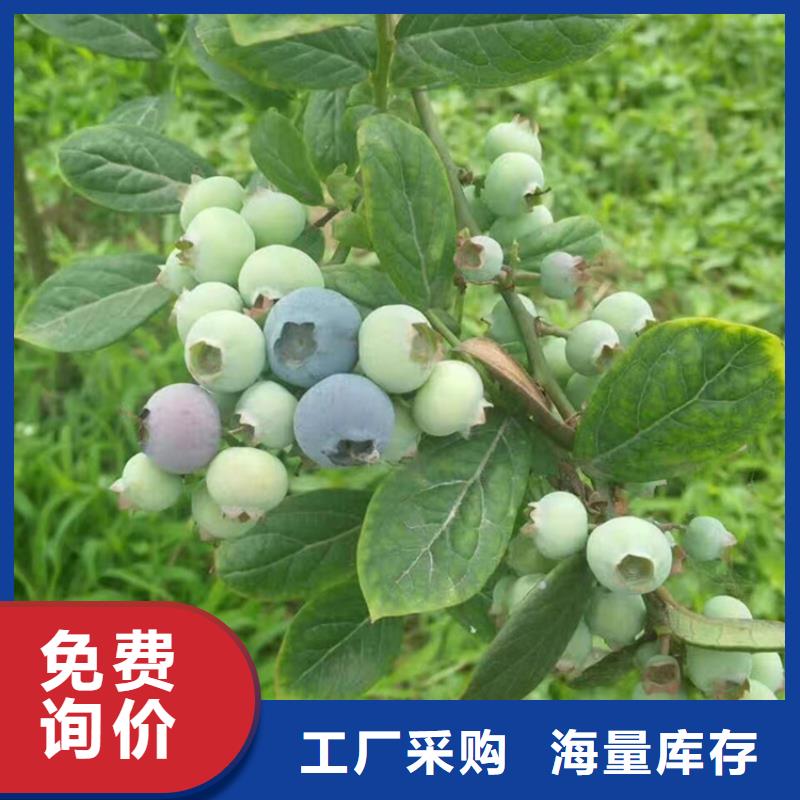 藍莓苗,3公分石榴苗高品質誠信廠家