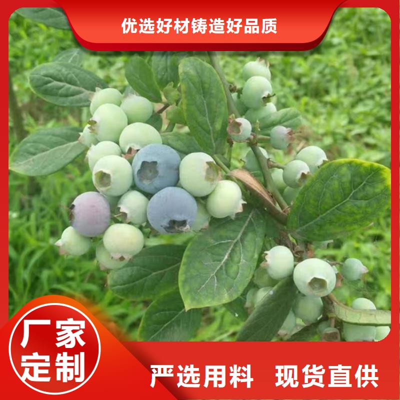 蓝莓苗樱桃苗细节严格凸显品质