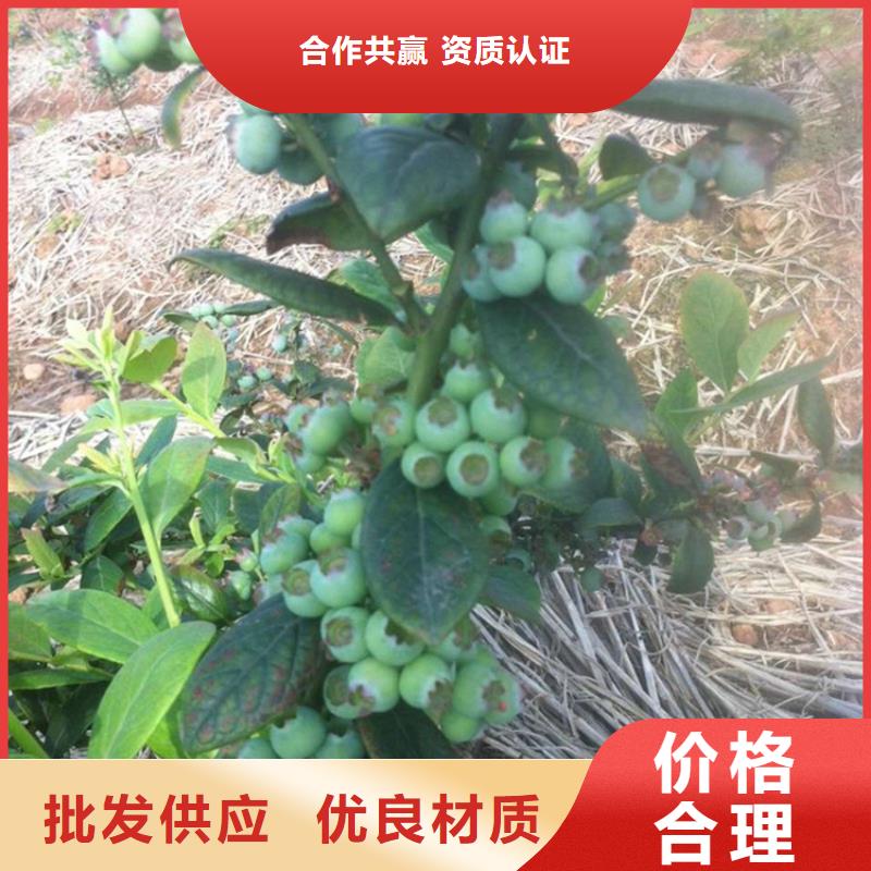 【 蓝莓苗桃树苗有实力有经验】轩园梨树苗