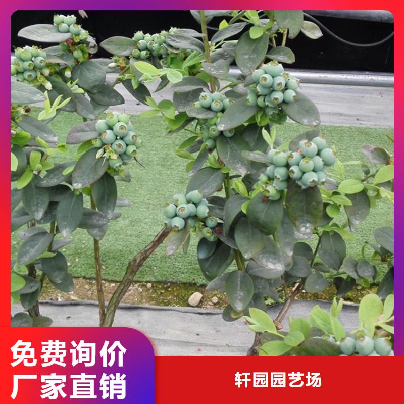 轩园梨树苗【蓝莓苗】_苹果苗源头工厂