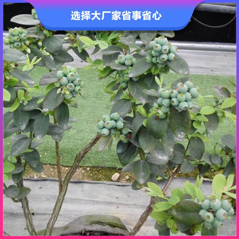 藍莓苗板栗苗品牌大廠家