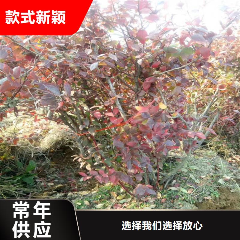蓝莓苗樱桃苗细节严格凸显品质