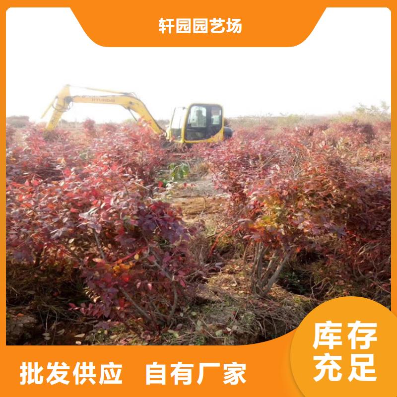 【藍莓苗,葡萄苗多種場景適用】