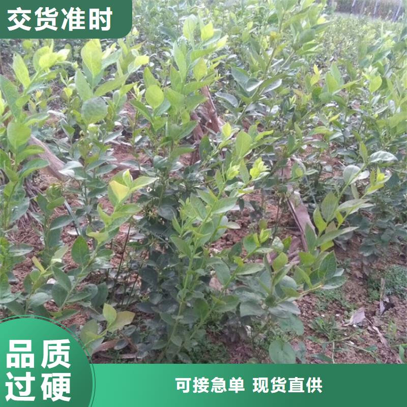 藍莓苗櫻桃苗細節嚴格凸顯品質