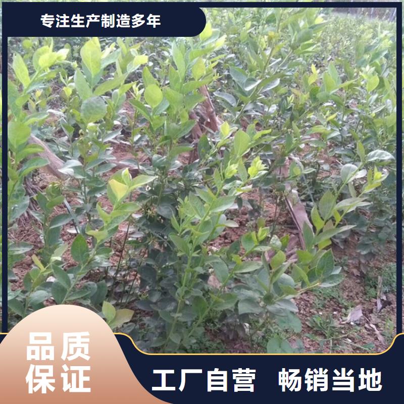 藍莓苗,草莓苗產品性能